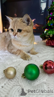 Foto №3. Britisches goldenes Weibchen, NY 11. USA