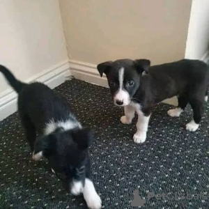 Foto №2 zu Ankündigung № 71702 zu verkaufen border collie - einkaufen Australien quotient 	ankündigung, züchter