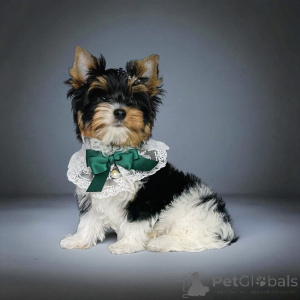 Foto №4. Ich werde verkaufen  in der Stadt Tiflis. züchter - preis - Frei