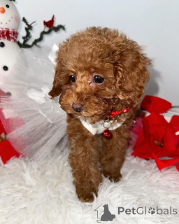 Foto №1. pudel (toy) - zum Verkauf in der Stadt Berlin | verhandelt | Ankündigung № 140714