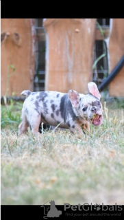 Zusätzliche Fotos: Französische Bulldoggen in exotischen