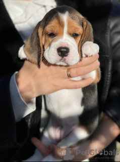 Foto №4. Ich werde verkaufen beagle in der Stadt Tiraspol. quotient 	ankündigung - preis - 237€