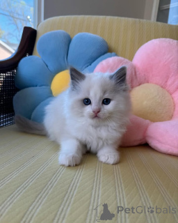 Foto №1. ragdoll-katze - zum Verkauf in der Stadt Balta | 300€ | Ankündigung № 172661
