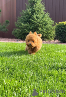 Foto №4. Ich werde verkaufen pudel (toy) in der Stadt Brighton und Hove. quotient 	ankündigung - preis - 550€