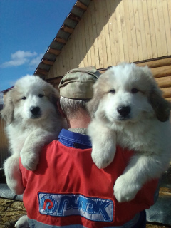 Foto №2 zu Ankündigung № 1988 zu verkaufen chien de montagne des pyrénées - einkaufen Russische Föderation züchter