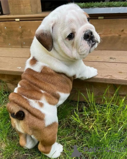 Foto №4. Ich werde verkaufen englische bulldogge in der Stadt Tullamore.  - preis - verhandelt