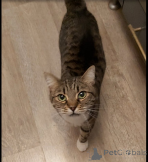 Foto №4. Ich werde verkaufen  in der Stadt Khimki. quotient 	ankündigung - preis - Frei