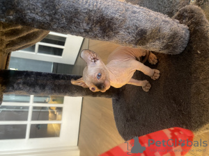 Foto №4. Ich werde verkaufen sphynx-katze in der Stadt New York. quotient 	ankündigung - preis - 852€