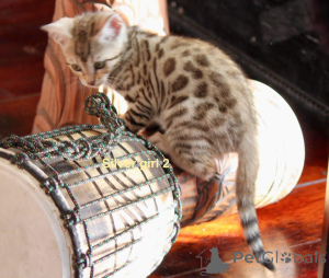 Foto №3. Außergewöhnliche Bengal-Welpen. Österreich