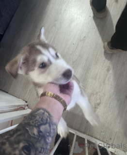 Foto №1. siberian husky - zum Verkauf in der Stadt Andorra La Vella | 339€ | Ankündigung № 161320