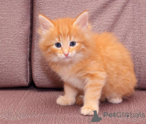 Foto №2 zu Ankündigung № 172934 zu verkaufen norwegische waldkatze - einkaufen Deutschland quotient 	ankündigung
