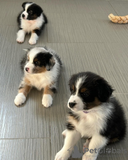 Foto №4. Ich werde verkaufen australian shepherd in der Stadt Sarajevo. quotient 	ankündigung - preis - verhandelt