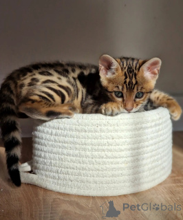 Foto №2 zu Ankündigung № 176449 zu verkaufen bengal katzenrasse - einkaufen Niederlande züchter