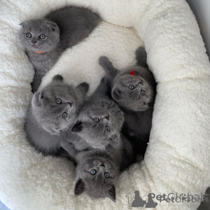 Foto №2 zu Ankündigung № 173068 zu verkaufen schottische faltohrkatze - einkaufen Spanien 