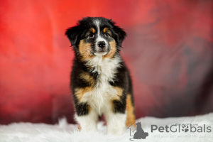 Foto №2 zu Ankündigung № 135524 zu verkaufen australian shepherd - einkaufen Polen züchter