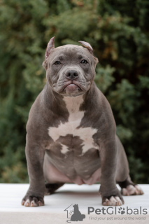 Foto №1. american bully - zum Verkauf in der Stadt St. Petersburg | verhandelt | Ankündigung № 85845