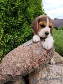 Zusätzliche Fotos: Beagle-Welpen zu verkaufen