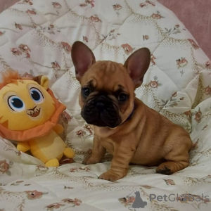 Foto №3. 3 wunderschöne Welpen zu verkaufen. Italien