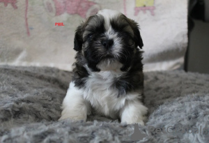 Foto №1. shih tzu - zum Verkauf in der Stadt Hauugesund | 350€ | Ankündigung № 170174