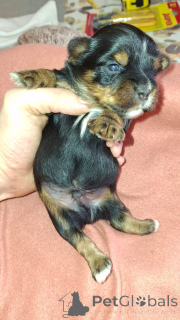 Foto №4. Ich werde verkaufen biewer terrier, yorkshire terrier in der Stadt Daugavpils. quotient 	ankündigung, vom kindergarten, züchter - preis - 600€