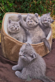 Foto №1. schottische faltohrkatze - zum Verkauf in der Stadt Frrechisch | 450€ | Ankündigung № 173925