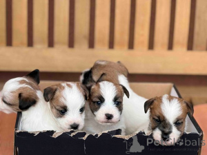 Foto №1. jack russell terrier - zum Verkauf in der Stadt Kruševac | verhandelt | Ankündigung № 176340