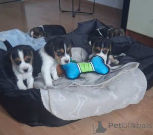 Foto №1. beagle - zum Verkauf in der Stadt Nürnberg | 900€ | Ankündigung № 161546