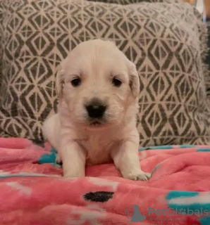 Foto №3. GOLDEN RETRIEVER LABRADOR WELPE. Kanada