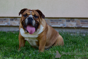 Foto №2 zu Ankündigung № 28773 zu verkaufen englische bulldogge - einkaufen Polen züchter