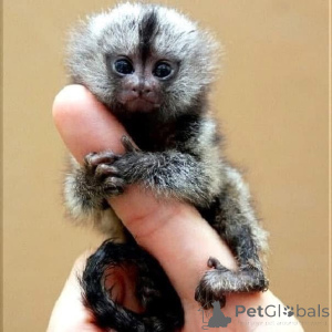 Foto №2 zu Ankündigung № 161693 zu verkaufen  - einkaufen Belgien 