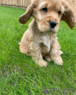 Foto №2 zu Ankündigung № 54791 zu verkaufen mischlingshund - einkaufen Finnland züchter