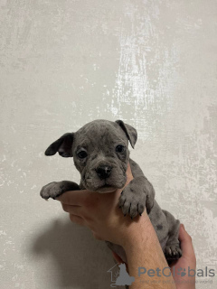 Foto №4. Ich werde verkaufen american bully in der Stadt Москва. züchter - preis - verhandelt