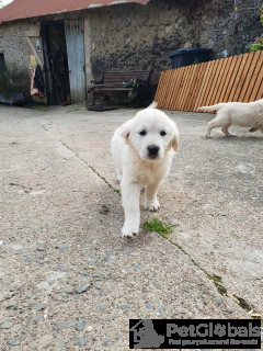 Foto №2 zu Ankündigung № 134643 zu verkaufen golden retriever - einkaufen Belgien 