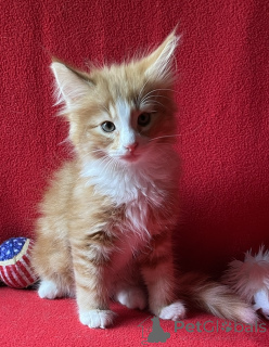 Foto №1. norwegische waldkatze - zum Verkauf in der Stadt Lichtenberg | 350€ | Ankündigung № 173638