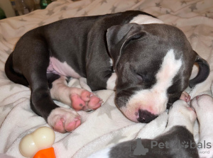 Foto №2 zu Ankündigung № 110247 zu verkaufen american bully - einkaufen Serbien züchter