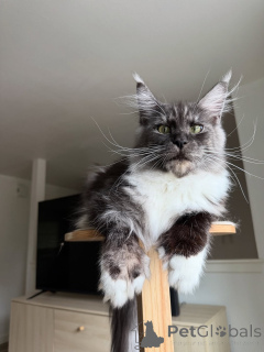 Foto №2 zu Ankündigung № 155399 zu verkaufen maine-coon-katze - einkaufen Niederlande quotient 	ankündigung