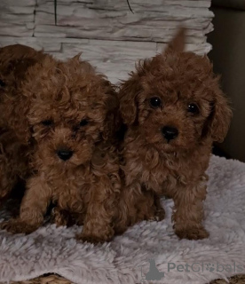 Foto №2 zu Ankündigung № 139180 zu verkaufen pudel (toy) - einkaufen Serbien züchter