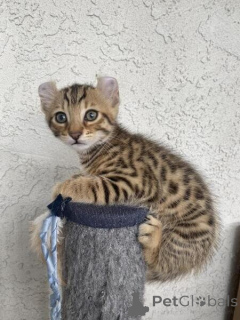 Foto №1. savannah-katze - zum Verkauf in der Stadt Badenheim | verhandelt | Ankündigung № 162308