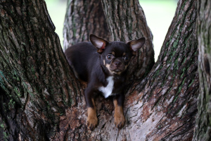 Foto №4. Ich werde verkaufen chihuahua in der Stadt St. Petersburg. vom kindergarten, züchter - preis - verhandelt