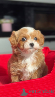 Foto №3. Mini-Malteser-Pudel-Mädchen. Deutschland