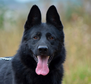 Zusätzliche Fotos: Deutscher Schäferhund, weiblich, Geburtsdatum 19.11, KSU-Metrik, Tierarztpass