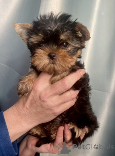 Foto №2 zu Ankündigung № 142481 zu verkaufen yorkshire terrier - einkaufen Russische Föderation vom kindergarten, züchter