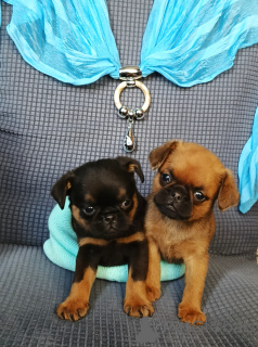 Foto №3. Petit Brabançon Welpen kaufen in Moskau. Russische Föderation