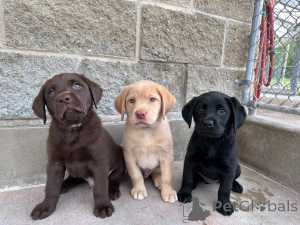 Foto №1. labrador retriever - zum Verkauf in der Stadt Gennarby | verhandelt | Ankündigung № 171779