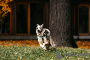 Foto №3. Wunderschöne Pekingese-Welpen. Lettland