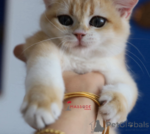 Foto №3. Britishorthair NY 12 männlicher Vollstammbaum. Türkei