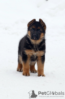 Foto №4. Ich werde verkaufen deutscher schäferhund in der Stadt Tscheljabinsk. vom kindergarten - preis - 616€