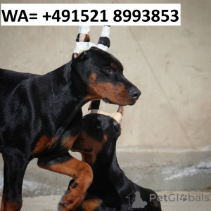 Foto №1. dobermann - zum Verkauf in der Stadt Göteborg | 900€ | Ankündigung № 147976