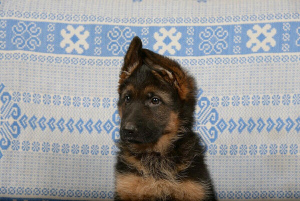 Foto №2 zu Ankündigung № 2012 zu verkaufen deutscher schäferhund - einkaufen Russische Föderation quotient 	ankündigung, züchter