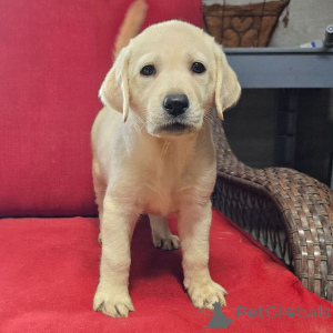 Foto №4. Ich werde verkaufen labrador retriever in der Stadt Berlin. quotient 	ankündigung - preis - 600€